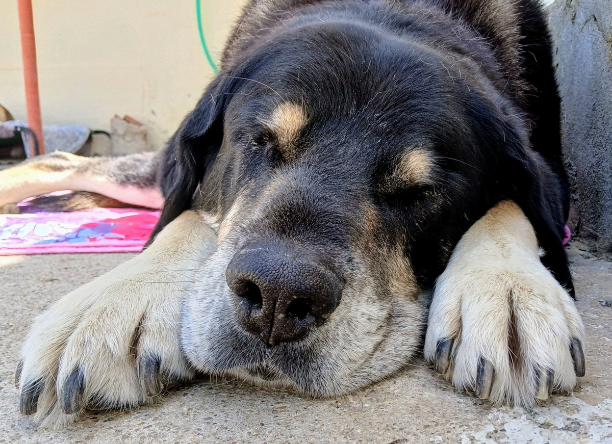 SOS Abuelos (@sosabuelos1) on Twitter photo #Valladolid
Contacto; protelaguna@gmail.com
<a href="/protelaguna/">DefensaAnimal Laguna</a>
― 𝐕𝐨𝐲 𝐚 𝐬𝐨ñ𝐚𝐫 𝐜𝐨𝐧𝐭𝐢𝐠𝐨… 𝐬𝐢 𝐧𝐨 𝐭𝐞 𝐦𝐨𝐥𝐞𝐬𝐭𝐚 ―
En el refugio, #LINDA aguarda con la paciencia de quien ama sin ser elegida, donde su historia parece haberse detenido.
10 años han pasado ya... y #Valladolid
Contacto; protelaguna@gmail.com
<a href="/protelaguna/">DefensaAnimal Laguna</a>
― 𝐕𝐨𝐲 𝐚 𝐬𝐨ñ𝐚𝐫 𝐜𝐨𝐧𝐭𝐢𝐠𝐨… 𝐬𝐢 𝐧𝐨 𝐭𝐞 𝐦𝐨𝐥𝐞𝐬𝐭𝐚 ―
En el refugio, #LINDA aguarda con la paciencia de quien ama sin ser elegida, donde su historia parece haberse detenido.
10 años han pasado ya... y