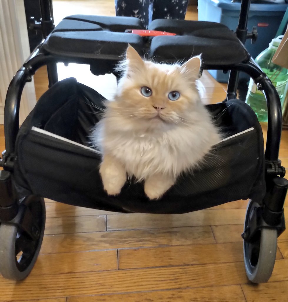 Happy 4th birthday to dear Hemingway. 😸🎊