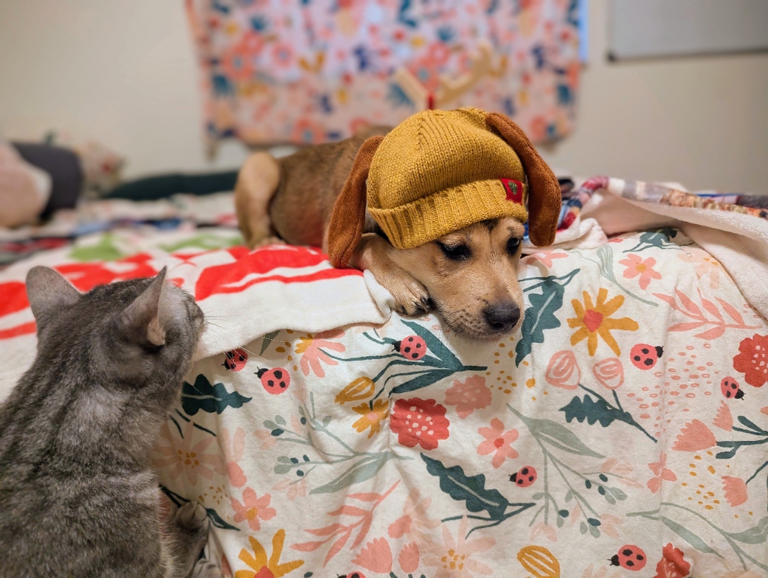 DogsRAngels1's tweet photo. 🙄Oh no Kennedy, it starts now🤠🤣 #dogsoftwitter #dogsinhats https://t.co/zgnhmVY4c3