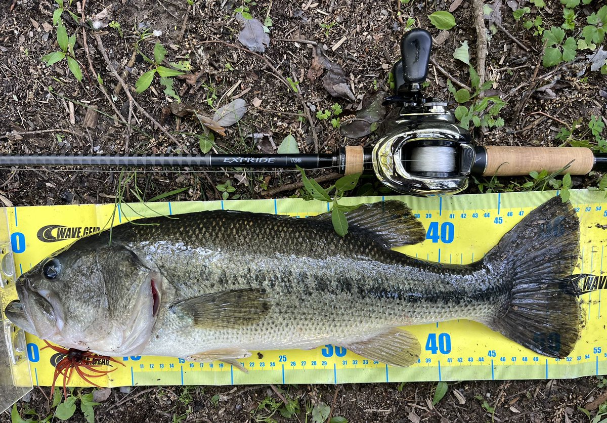 PonPonPointe's tweet photo. リザーバーへ🎣

レイジースイマーで51cm

コイケ17mm(SM)で52cm、50cm、48cm

2wayのホバストで52cm、49cm
カバースキャットで49cm

気づけば15時間釣りしてました😇 https://t.co/01iDrlT4pv