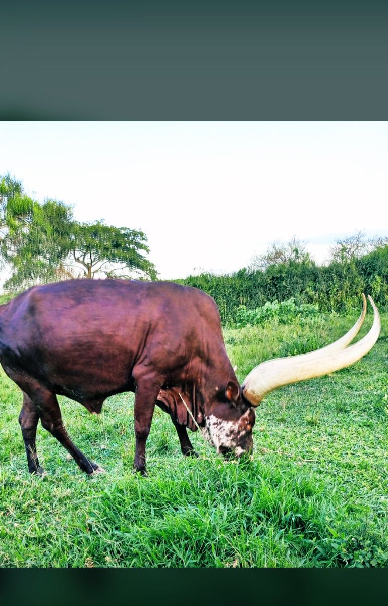 If they’re referred to as long horned cattle, let the horns indeed be long!
Have a blessed weekend ❤️