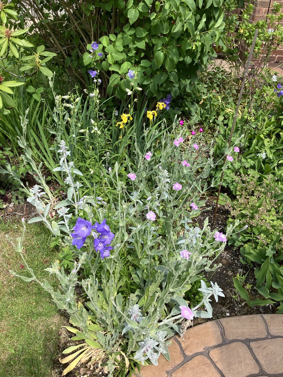 A bit of the front garden today