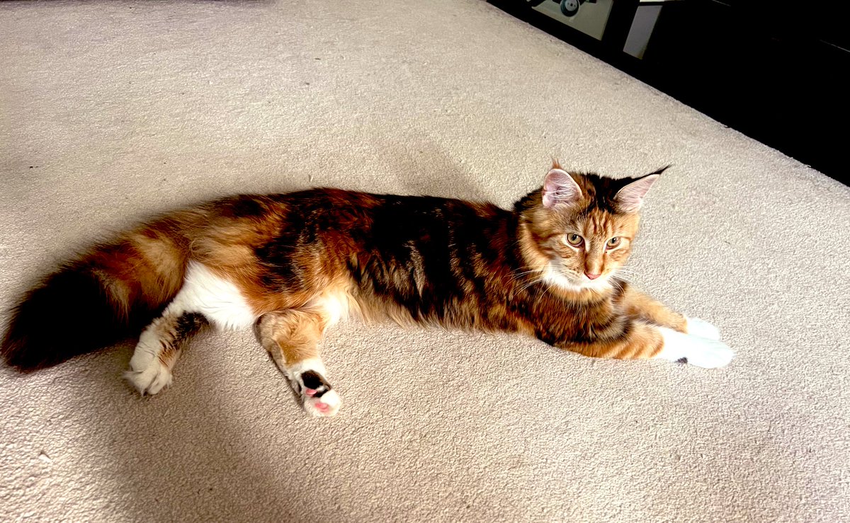 Stephanie deGiorgio tweet media