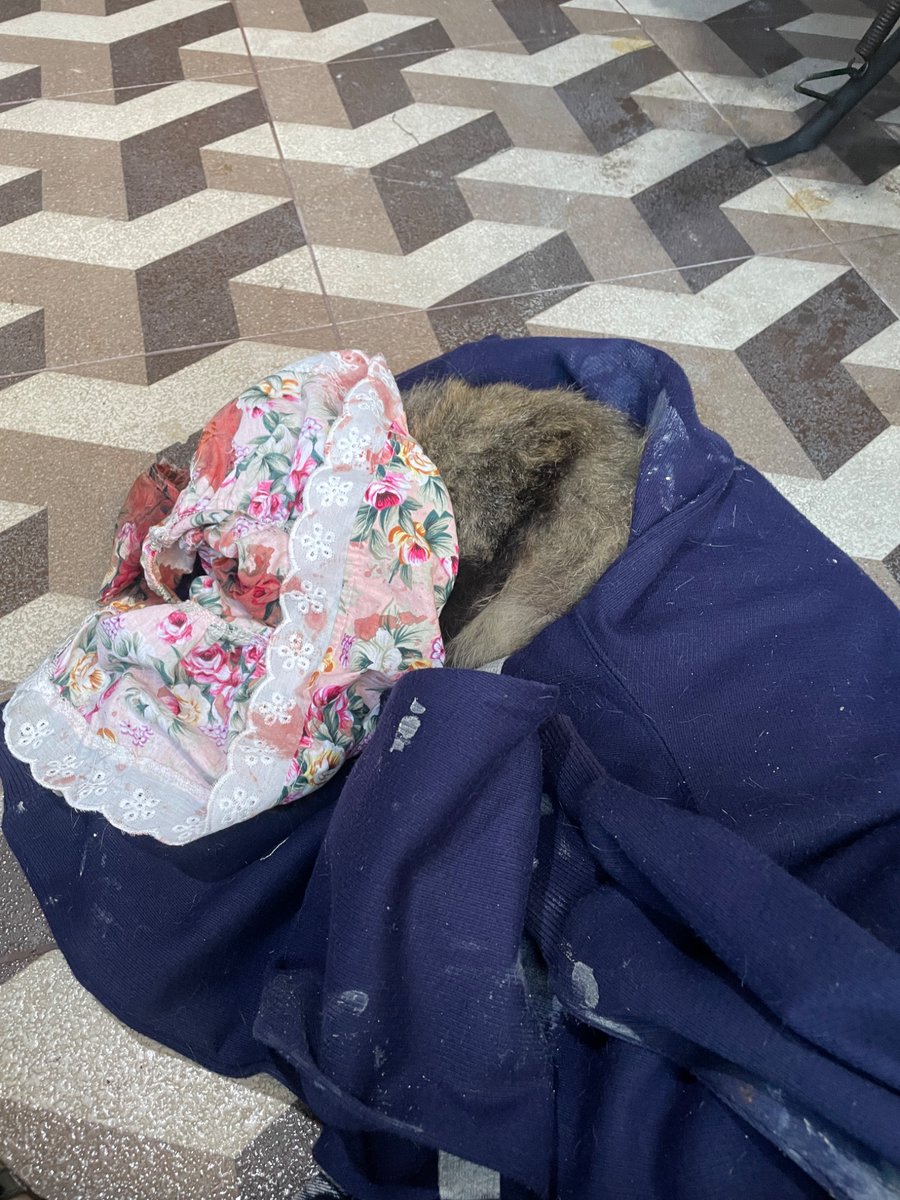 draftme_____'s tweet image. gada yang lebih sakit dari ditinggal kucing kesayangan mati 💔💔