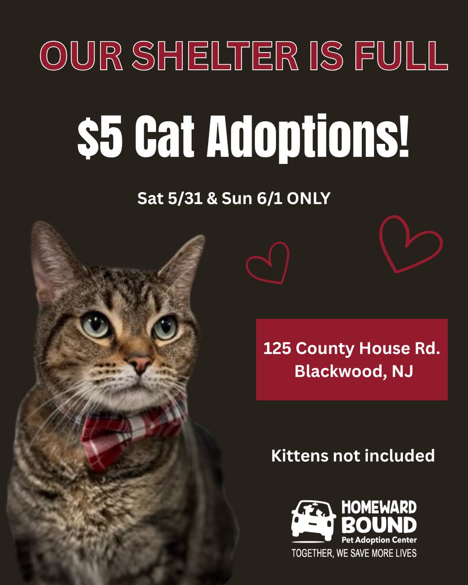 HomewardPetsNJ's tweet image. We are getting full with cats! $5 adoption fees this Saturday and Sunday!
Kittens not included.
📍 Blackwood, NJ
homewardboundnj.org/cats-for-adopt…