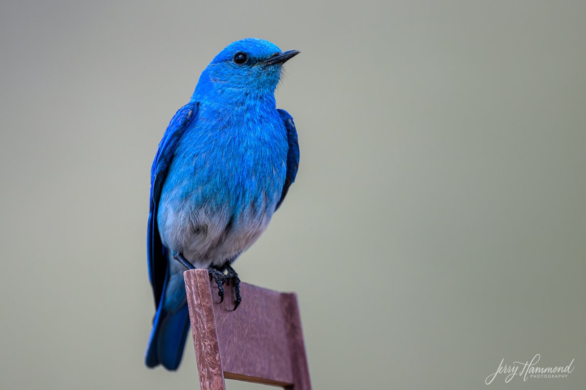 Some Mountain Bluebirds for your enjoyment.