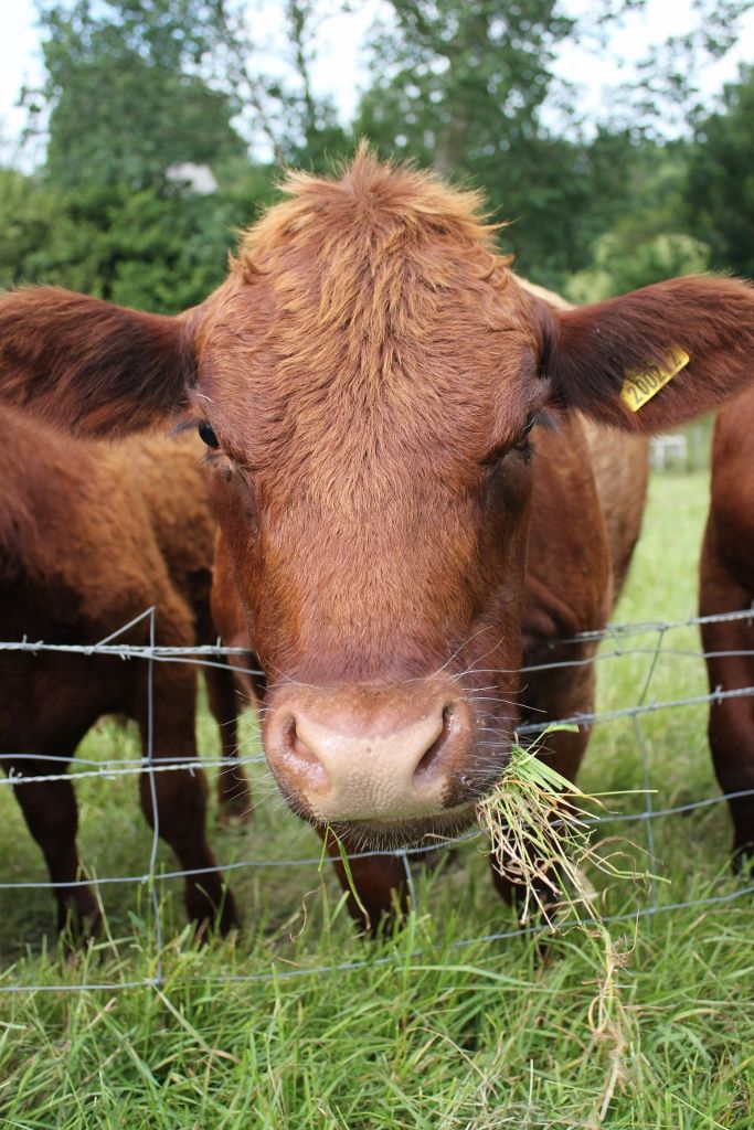 With their striking red coats and friendly disposition, Red Polls are truly a treasure on the pasture. 🌾❤️
-
coolcowshop.com
-
-
#coolcowshop #RedPoll #HeritageCattle #FarmLifeVibes #GentleGrazers #TwitterX #TheX