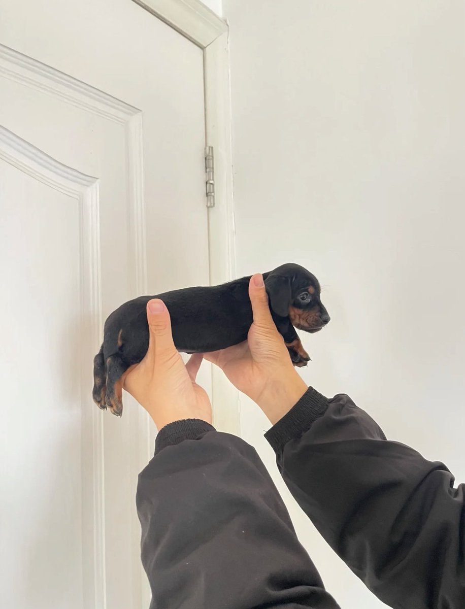 💖 (@twaniimals) on Twitter photo 