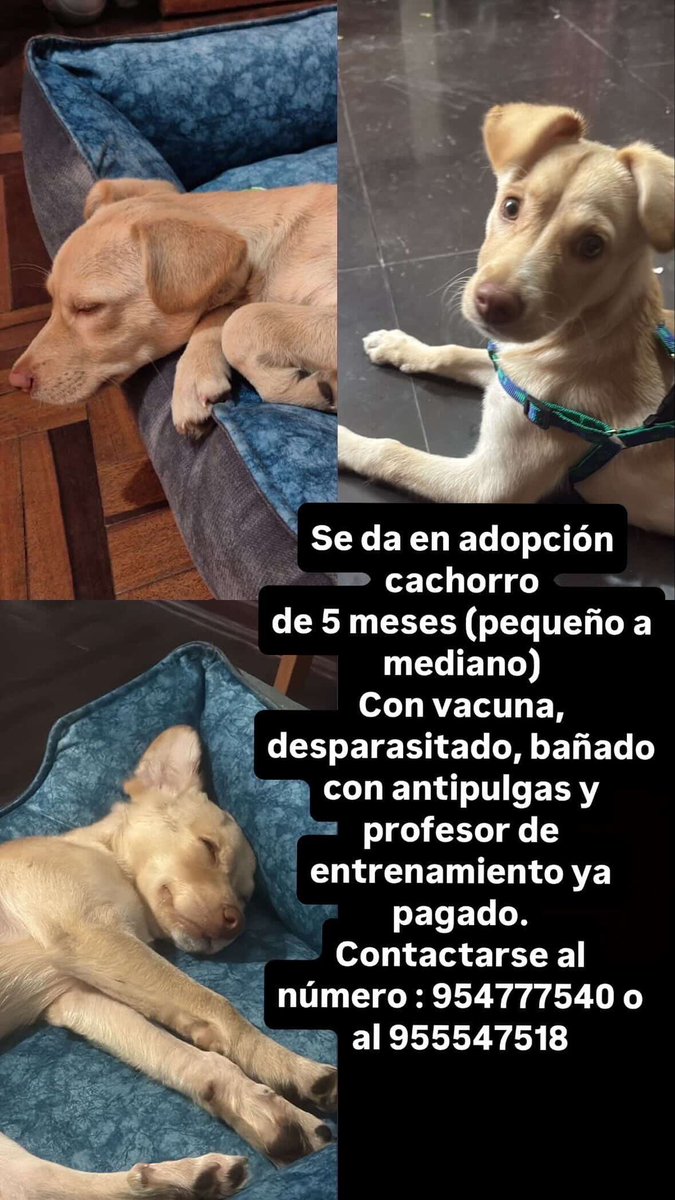 Perrito en adopción ayúdenme. A difundir por favor !! RT