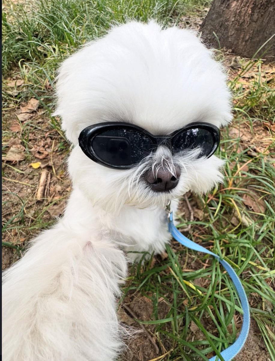 💖 (@twaniimals) on Twitter photo 