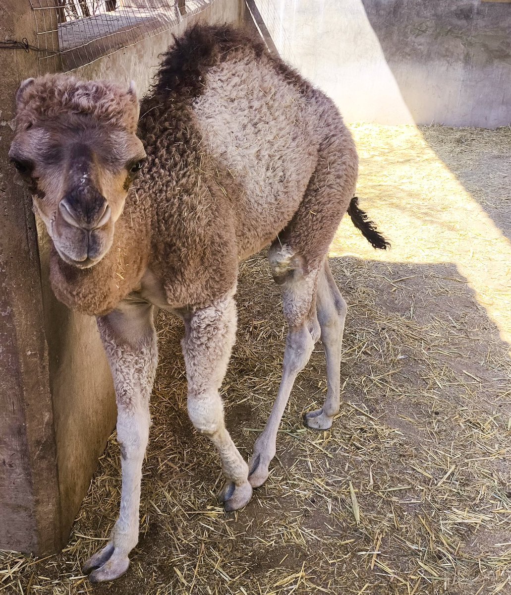 Amig@s, les comparto una gran noticia: ¡tenemos nuevos integrantes en el 𝗣𝗮𝗿𝗾𝘂𝗲 𝗭𝗼𝗼𝗹𝗼́𝗴𝗶𝗰𝗼 𝗱𝗲 𝗟𝗲𝗼́𝗻! 🦒🐪

Démosle la bienvenida con mucha alegría a una hermosa jirafita y a un tierno dromedario que nacieron en nuestro zoológico. 🤩

𝗣𝗮́𝘀𝗮𝗹𝗲