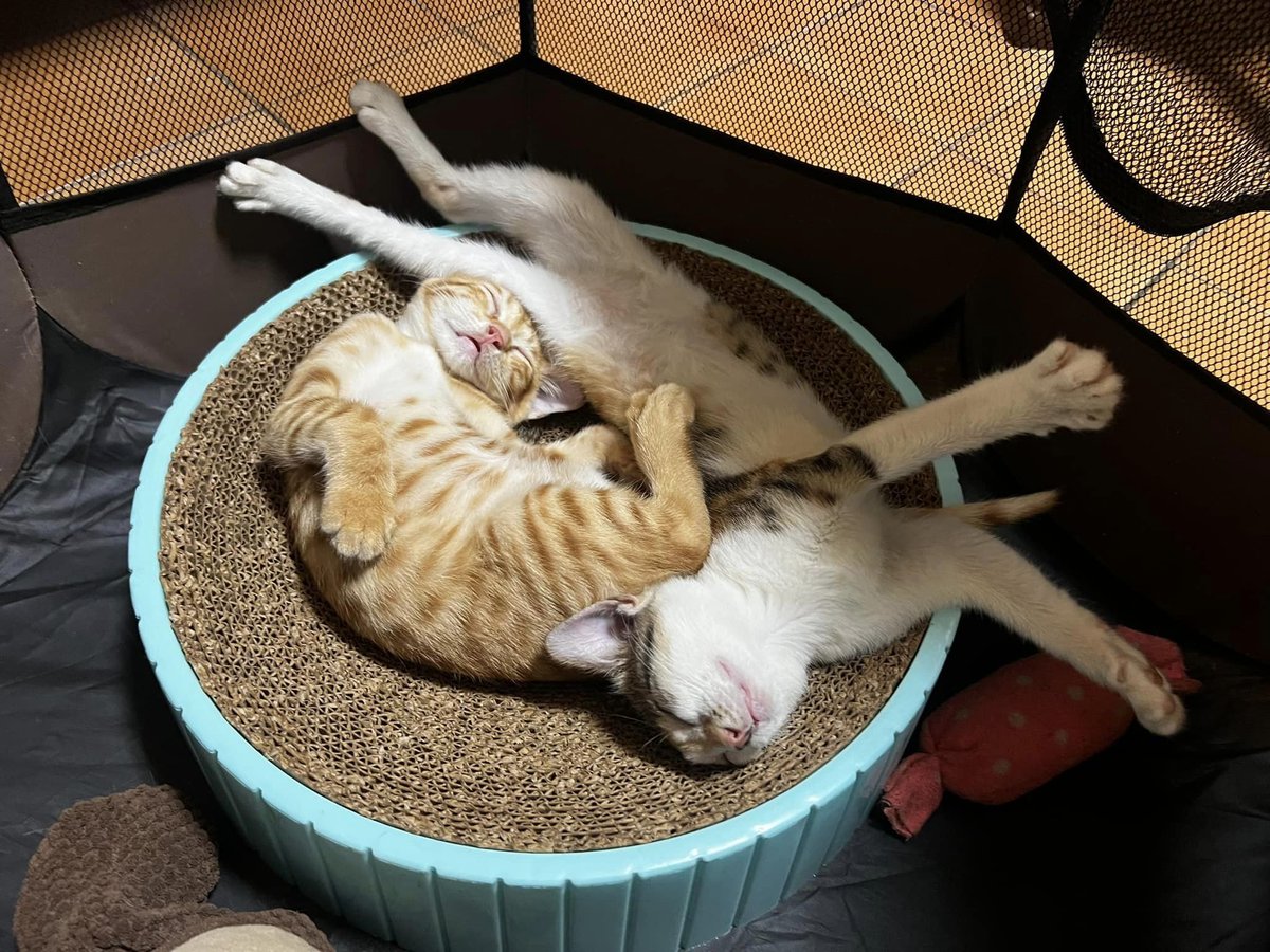 These two amazing guys are sleeping just to get up.