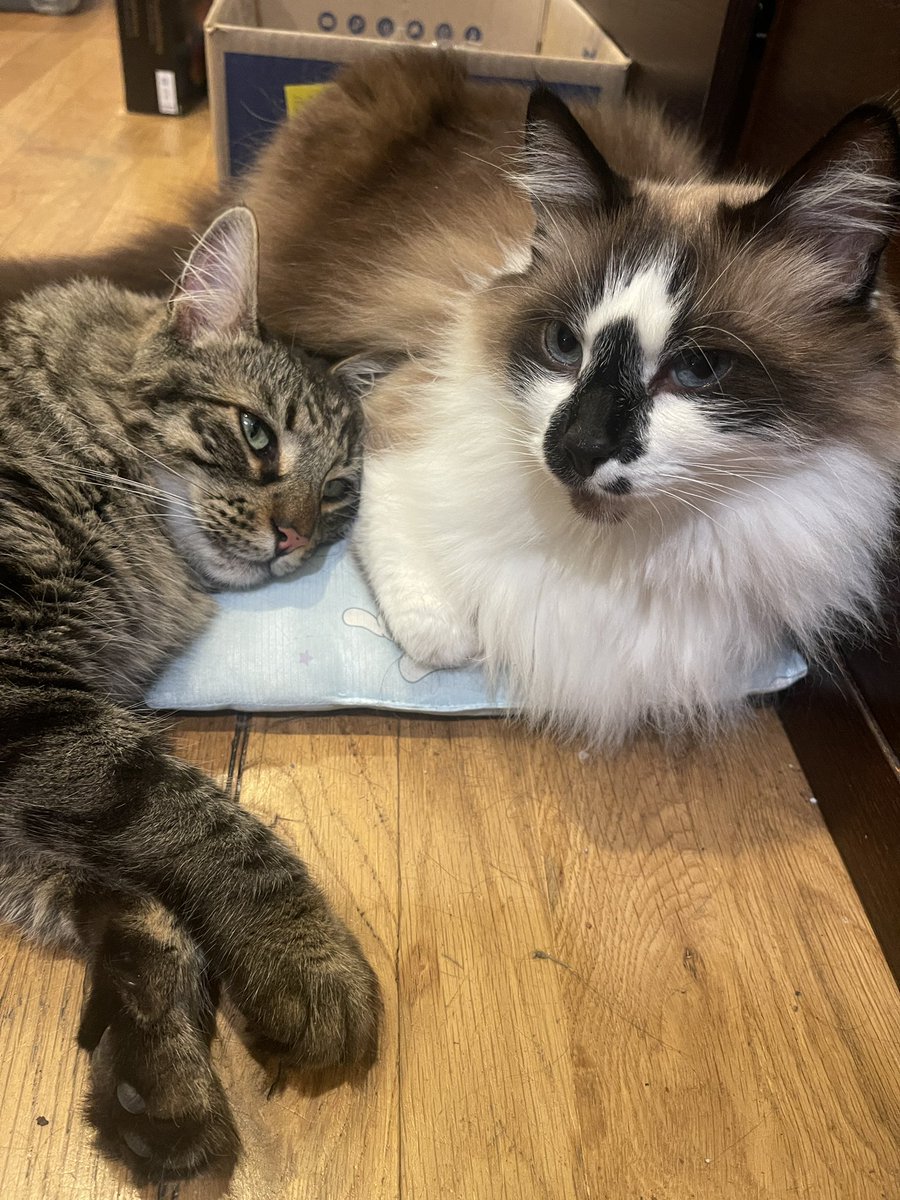 #PostAFavPic4VioletMay25 
Day 31: complete sentence 
Curled up, cozy and loved. Now that’s my complete sentence!🥰❤️🐾
#Caturday #CatsOfTwitter #CatsOfX