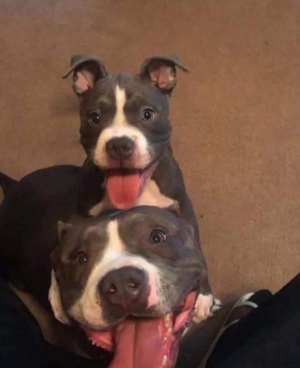 DiloConPerritos's tweet photo. Cuando tu bebé tiene un bebé. https://t.co/8smsH1w3G4