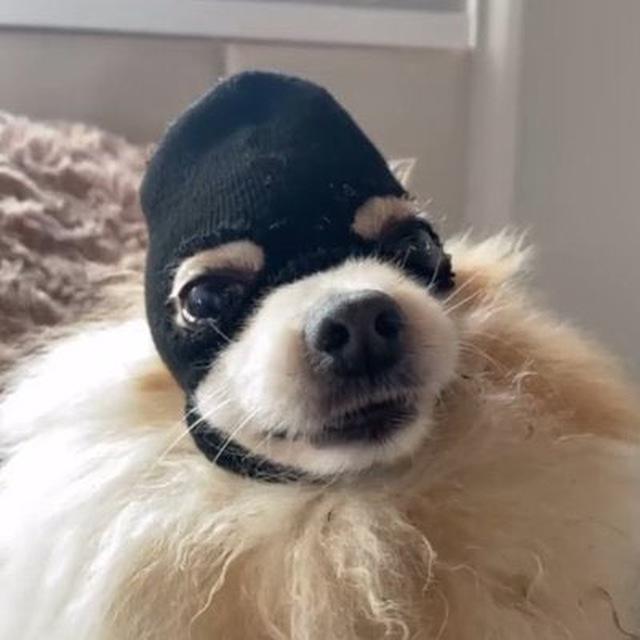 Raj_TheCrypto's tweet photo. #DogWifMask is trending token. Its still low cap ; 
If you missed #pepemask #catmask
Dont Miss #dogmask
Ca: 0x60Ed49CA538B7F1EBC4FD69C952C692aE0869F11

#mask #kermit #wif #pepe #frog #mattfurie #alpha https://t.co/tzm0luEG0a