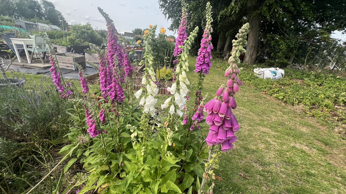 GP_allotment's tweet photo. #allotment #flowers https://t.co/U745FAY6KI