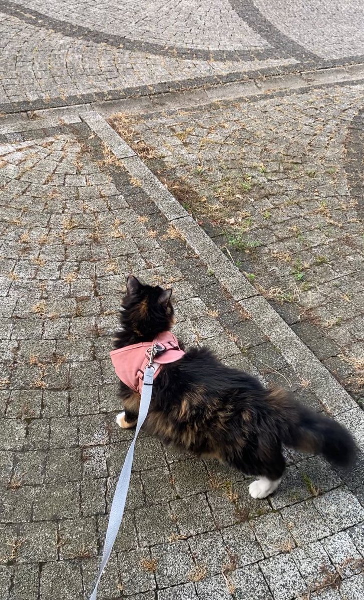 Galiba polis çağırcaz eve sokmak için