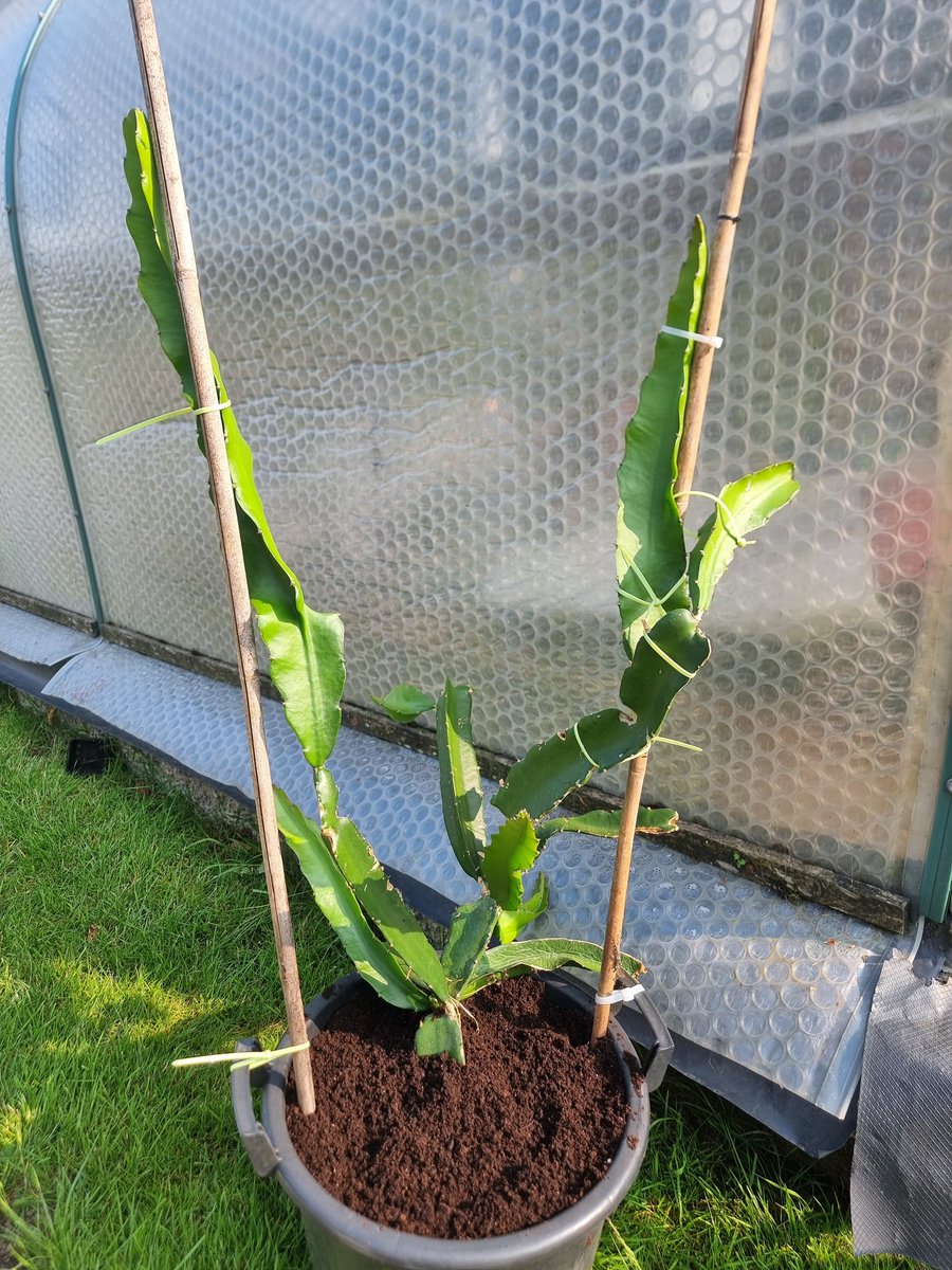 Hopefully some Dragon Fruits this season <a href="/ChilliFowler/">Chris Fowler</a>