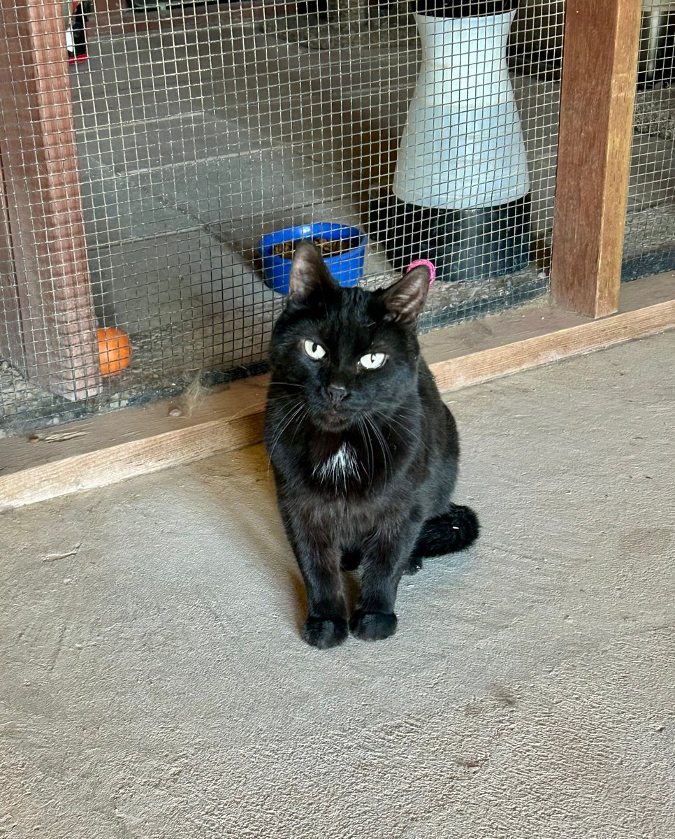 Whiskers 'N' Wishes Sanctuary (@wishesrescue) on Twitter photo Ultra sweet love bug CLANCY had a meet and greet yesterday but they decided not to adopt him.
This was his expression as they left 😿
Any <a href="/twentyonepilots/">twenty one pilots</a> fans in #Tucson? Come adopt 10 year old Clancy! Ultra sweet love bug CLANCY had a meet and greet yesterday but they decided not to adopt him.
This was his expression as they left 😿
Any <a href="/twentyonepilots/">twenty one pilots</a> fans in #Tucson? Come adopt 10 year old Clancy!