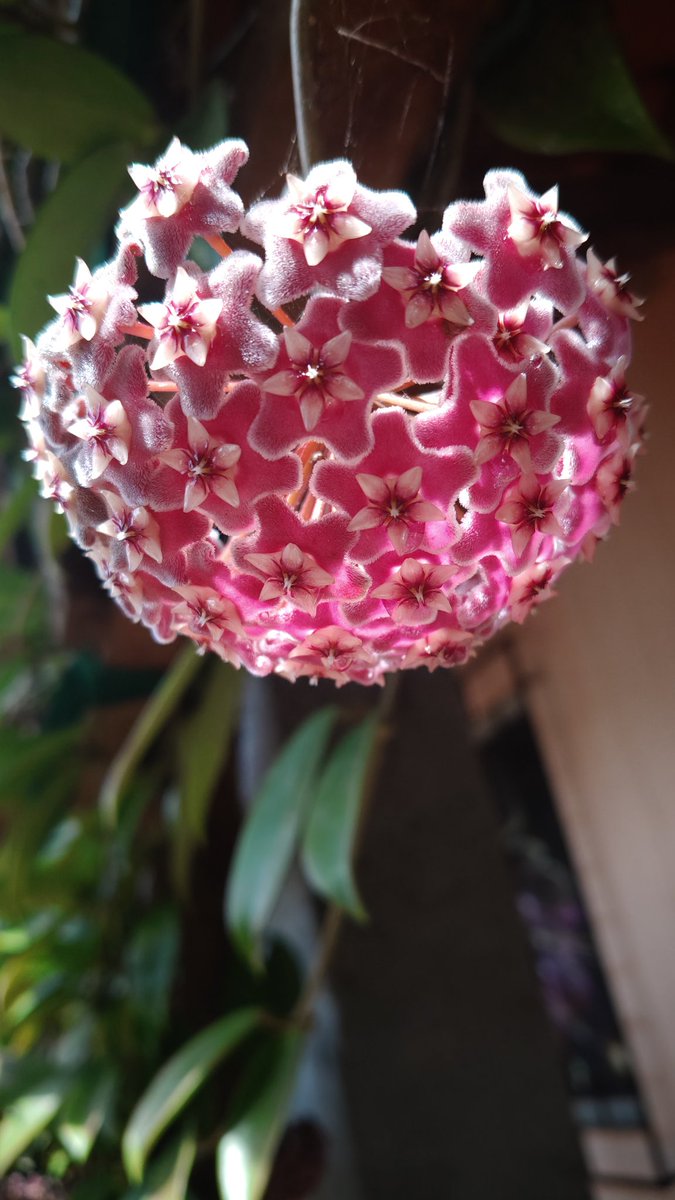 elianynazare's tweet photo. Minha flor de Cera https://t.co/aANhJE3PPD
