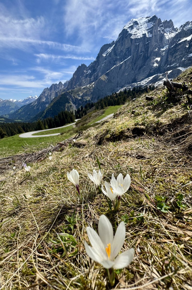 Krokusy na Grosse Scheidegg 
( chyba już ostatnie )