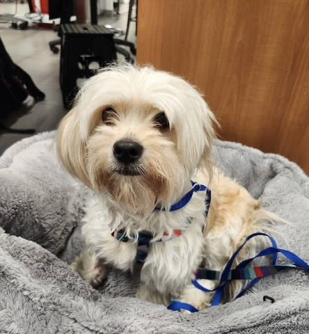 Carter Subaru (@cartersubaru) on Twitter photo Mandy is a Maltese mix and around 2 years old. She came to <a href="/SGArescue/">Saving Great Animals</a> with a litter of 8 puppies and only one day after arrival became very ill with eclampsia. They rushed her to the ER and thankfully she made a full recovery. Now it is Mandy's turn to find her forever home! Mandy is a Maltese mix and around 2 years old. She came to <a href="/SGArescue/">Saving Great Animals</a> with a litter of 8 puppies and only one day after arrival became very ill with eclampsia. They rushed her to the ER and thankfully she made a full recovery. Now it is Mandy's turn to find her forever home!
