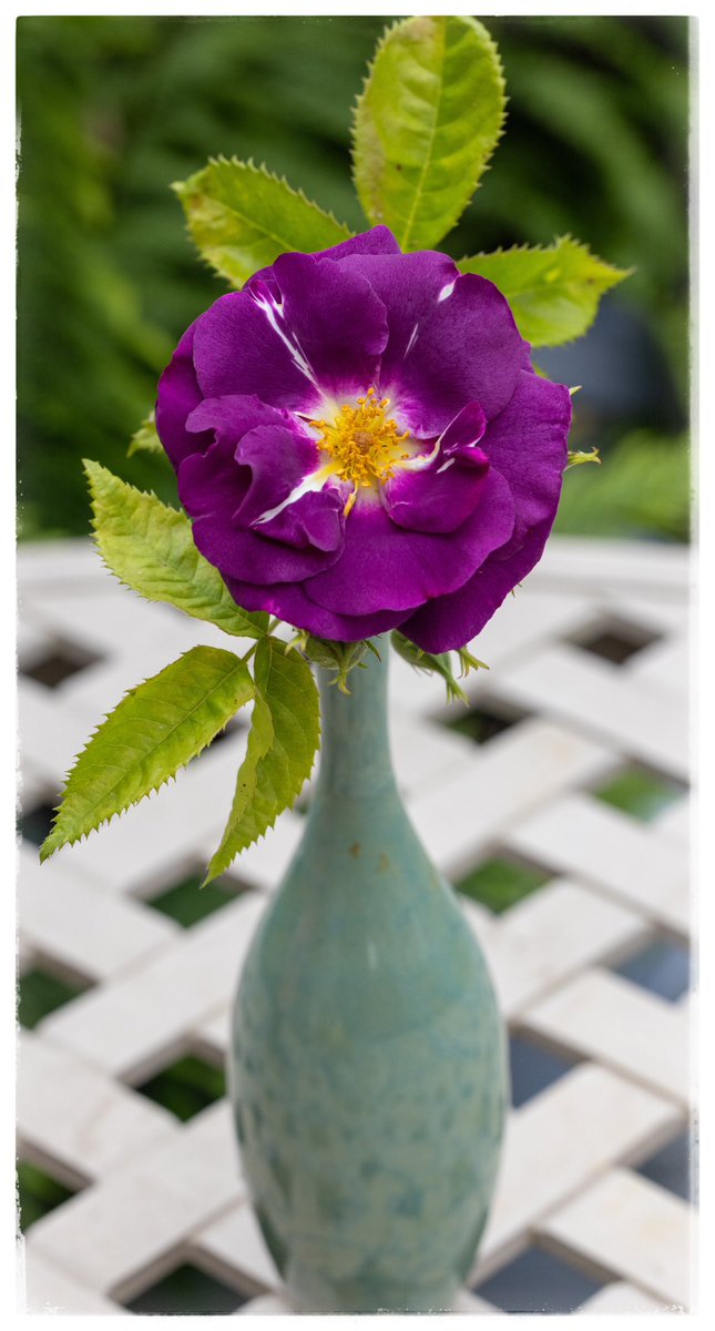 Rhapsody in Blue. <a href="/AmyMantravadi/">Amy Mantravadi</a> <a href="/5Naureen/">Naureen Khalid</a> <a href="/serudd1960/">Susan Rudd</a> <a href="/FrostlynneLynn/">Lynne Frost</a> <a href="/WheelerMads/">Maddie Wheeler</a> <a href="/ShiresGirl/">Karen Weston 💙</a> <a href="/JCadd/">Julie Caddell</a> <a href="/gardeneraly/">gardeneraly</a> <a href="/stephen_spc/">SPC</a> <a href="/iandt53/">Ian Thomson</a>