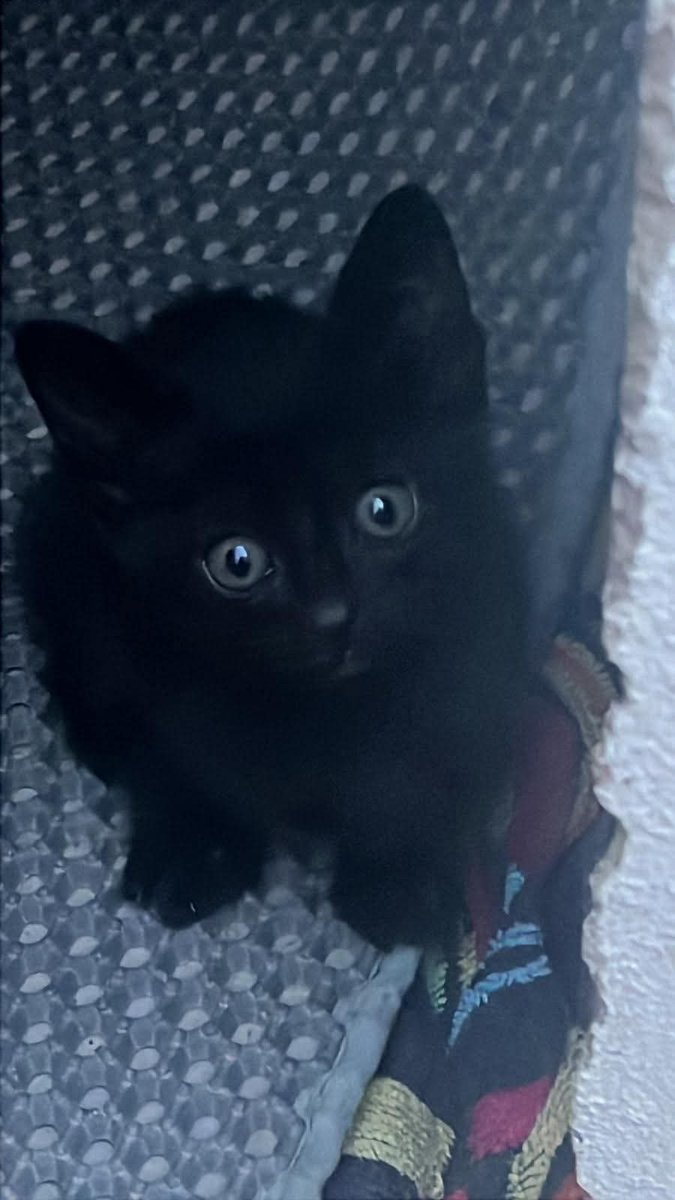 Este gatito negro de unos 2 meses fue rescatado en Chipiona y ahora está en Sevilla, listo para conquistar corazones 🖤

Es un amor: juguetón, curioso y muy mimoso. Le encanta dormir hecho un ovillito y ronronear como si fuera un motorcito 🚗💤