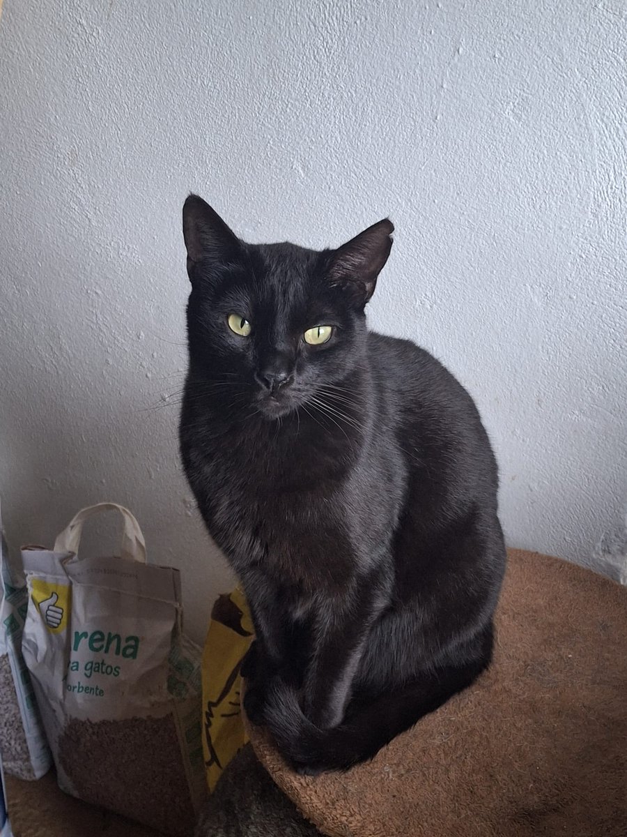 La suerte no se mide por el color de un gato, sino por la alegría que trae a tu hogar.