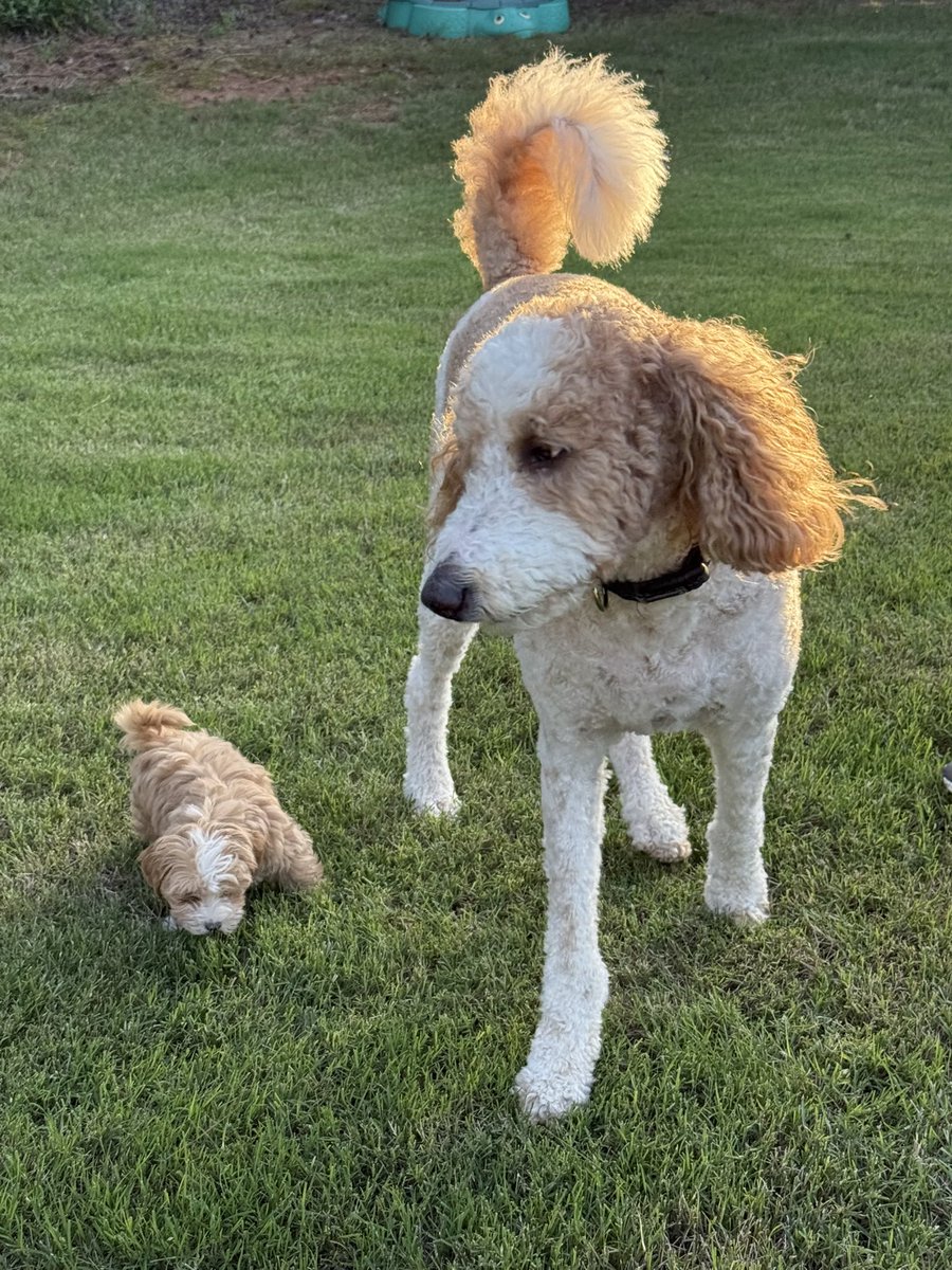 doodadawg1's tweet photo. I don’t know what to tell ya. If you don’t like cute dog content, use that mute or block button. 🤣🤣🤣
#TheseDogs https://t.co/KHb1dP24l1
