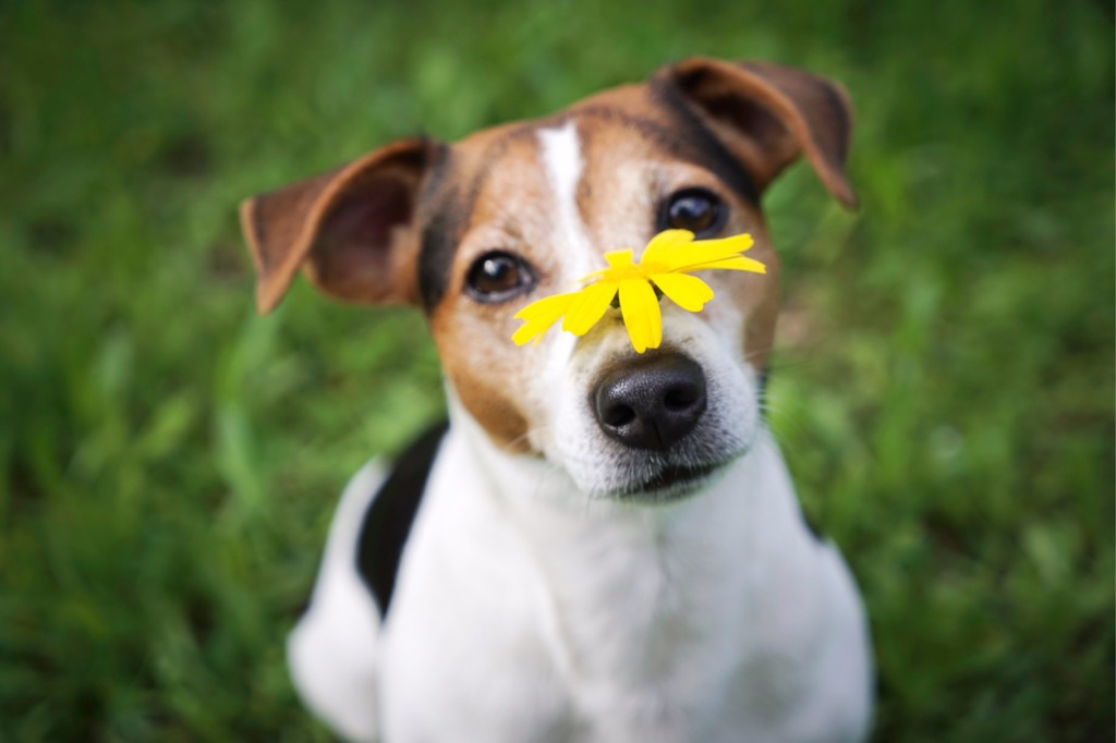 Contemplating an “all-natural” approach to heartworm prevention? Learn the facts about what that means.
bit.ly/2Ykirnm