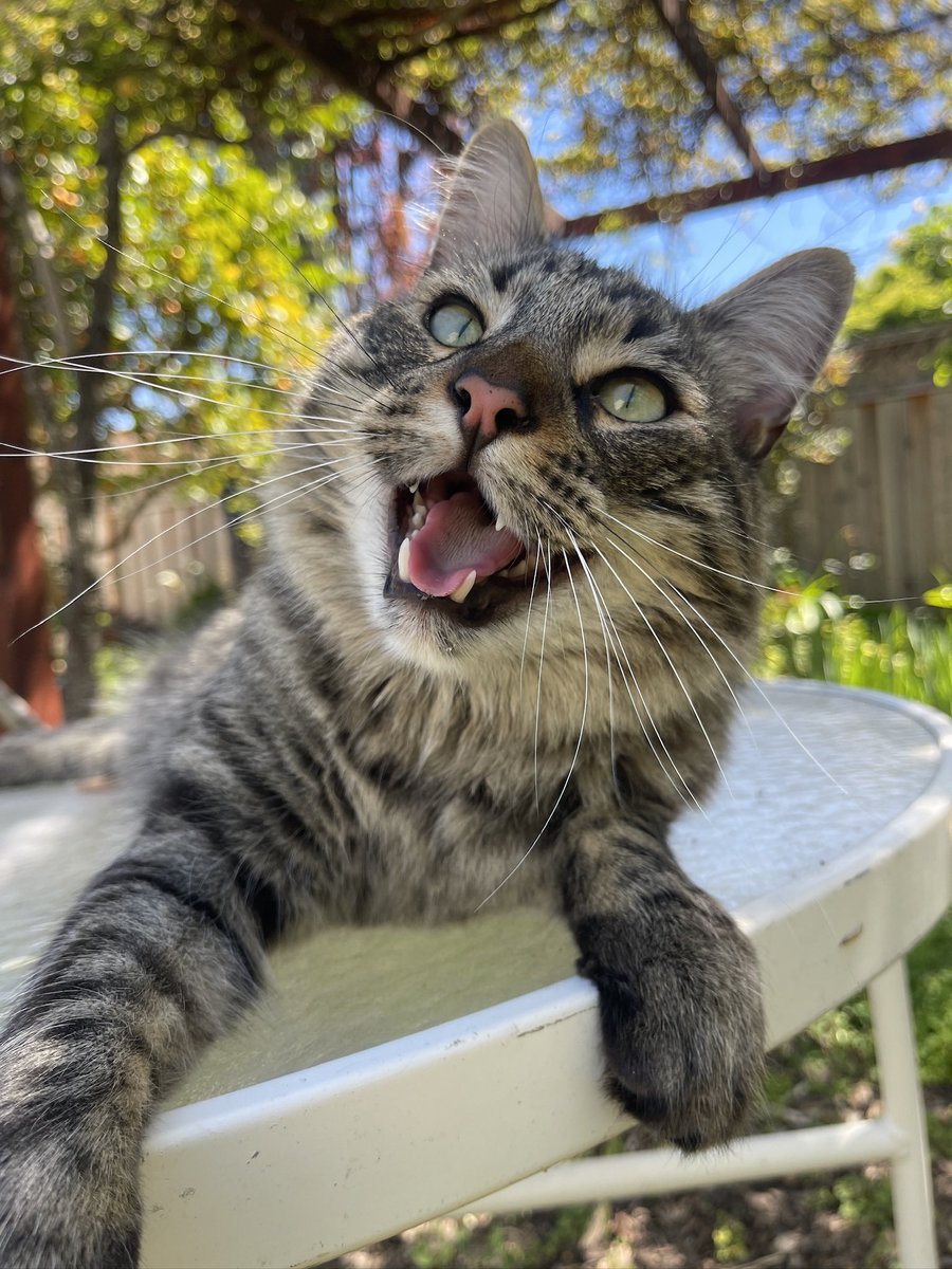 🎶🎵When you’re smilin’, keep on smilin’ 
The whole world smiles with mew🎶🎵

Happy #NationalSmileDay! ❤️😸❤️

#Caturday #CatsOfX #CatsOfTwitter #Hedgewatch