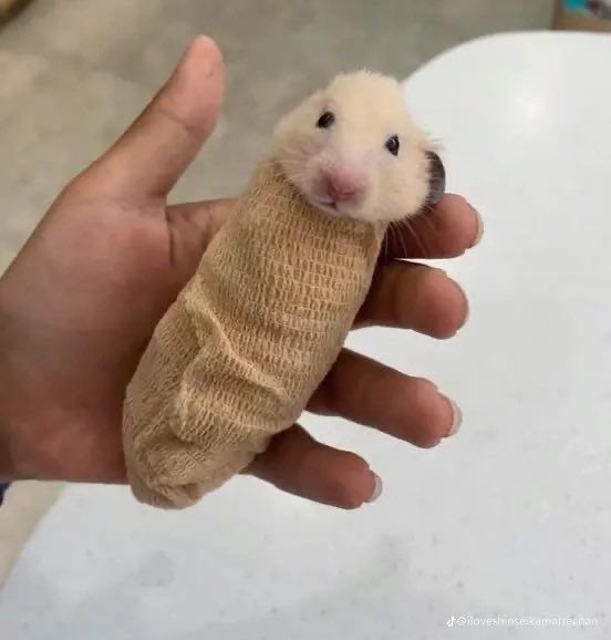 💖 (@twaniimals) on Twitter photo 