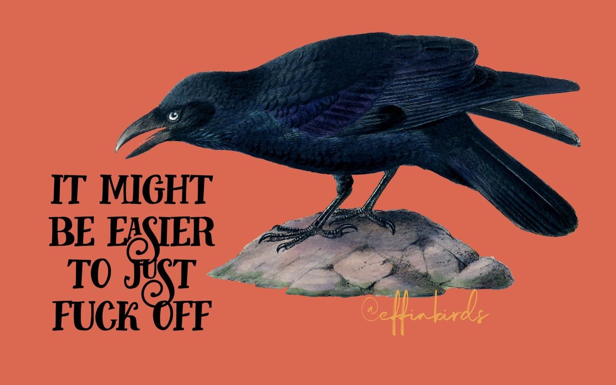 Effin' Birds (@effinbirds) on Twitter photo 