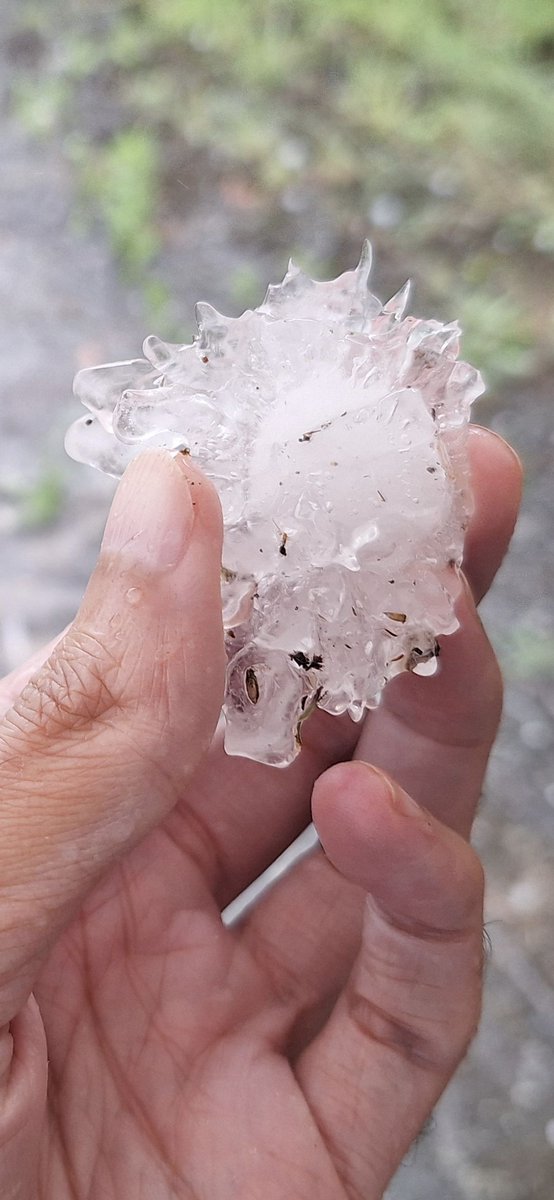 Beelden van grote #hagel nabij #Venlo stromen binnen op onze Facebookpagina. Gemiddeld 3 tot lokaal 5cm qua diameter. De kracht van de onweerscellen is niet te onderschatten. Bedankt ook iedereen voor jullie waarneming in onze #weerapp <a href="/weerflash/">Weerflash</a>