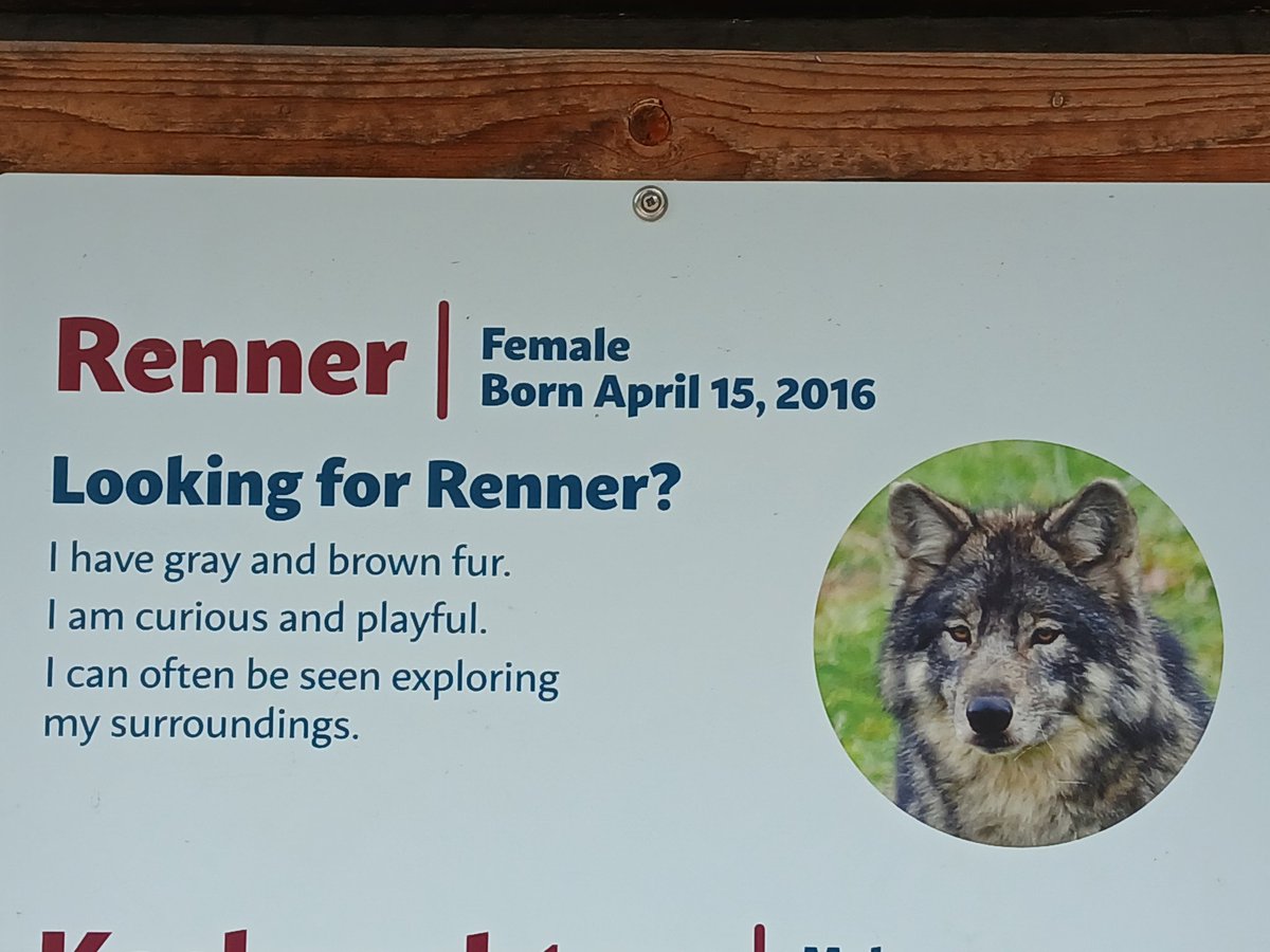 Evalynn Withrow (@essentiallyevey) on Twitter photo Flying solo at the Detroit Zoo today for a cancer benefit and I think Renner the wolf would love meeting the amazing <a href="/JeremyRenner/">Jeremy Renner</a> 😁😊
#rennerrocks #zooday #Detroit Flying solo at the Detroit Zoo today for a cancer benefit and I think Renner the wolf would love meeting the amazing <a href="/JeremyRenner/">Jeremy Renner</a> 😁😊
#rennerrocks #zooday #Detroit