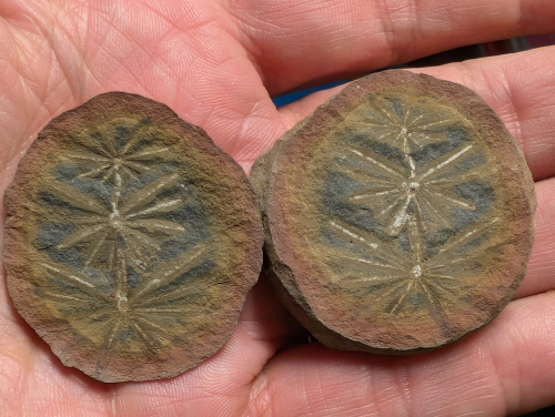 ESCONI's tweet photo. Fossil Friday #267: Annularia radiata #fossils #paleontology #MazonCreek #FossilFriday #paleobotany #braidwood #pit3 #annularia #calamites #horsetail

https://t.co/jIIjVlOb0I https://t.co/k2yJVKAx6t