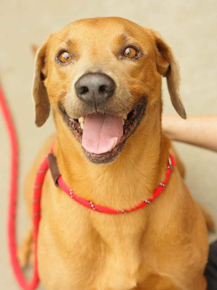 Meet Waiter!
This handsome boy barely escaped from a high kill GA shelter but how could we not help such a beautiful good boy?
PERFECT companion dog!
Waiter is about 5 yo, hound/lab mix maybe? Walks perfect on a leash, loves toys, adventures &amp; cuddles!
Nationwide transport to