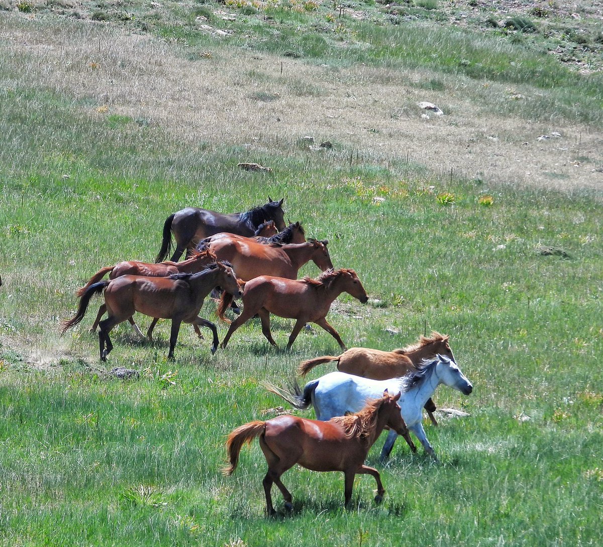 اسبهای آزاد🥰🥰🥰
کوه قورخود خراسان شمالی