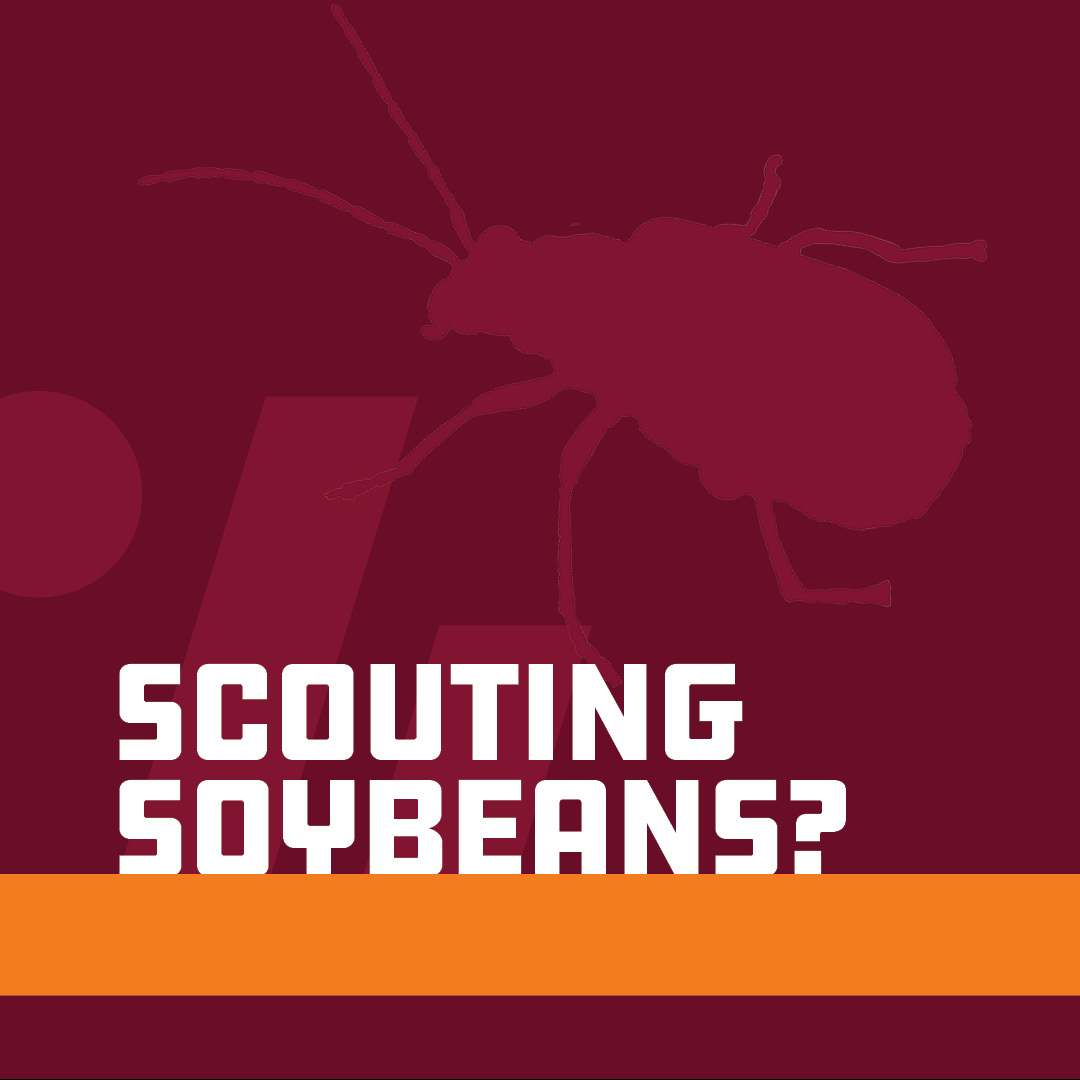 👀 Keep an eye on early feeding in soybeans—those little bites 
can add up fast. What are you seeing in your fields? #BrevantSeeds #FieldScouting #WinSoBig