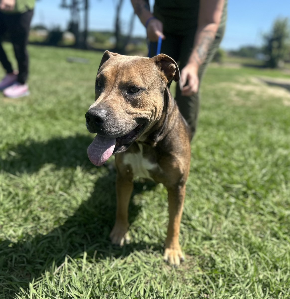 Pals!
We have some amazing pups ready for ‘doption soon!!!
We need help finding homes!
Wyatt, Waiter, Hope n Luke hoping for their happy ever after!
We transport nationwide!
Reduced adoption fees in June!
rescuecoop.org/services