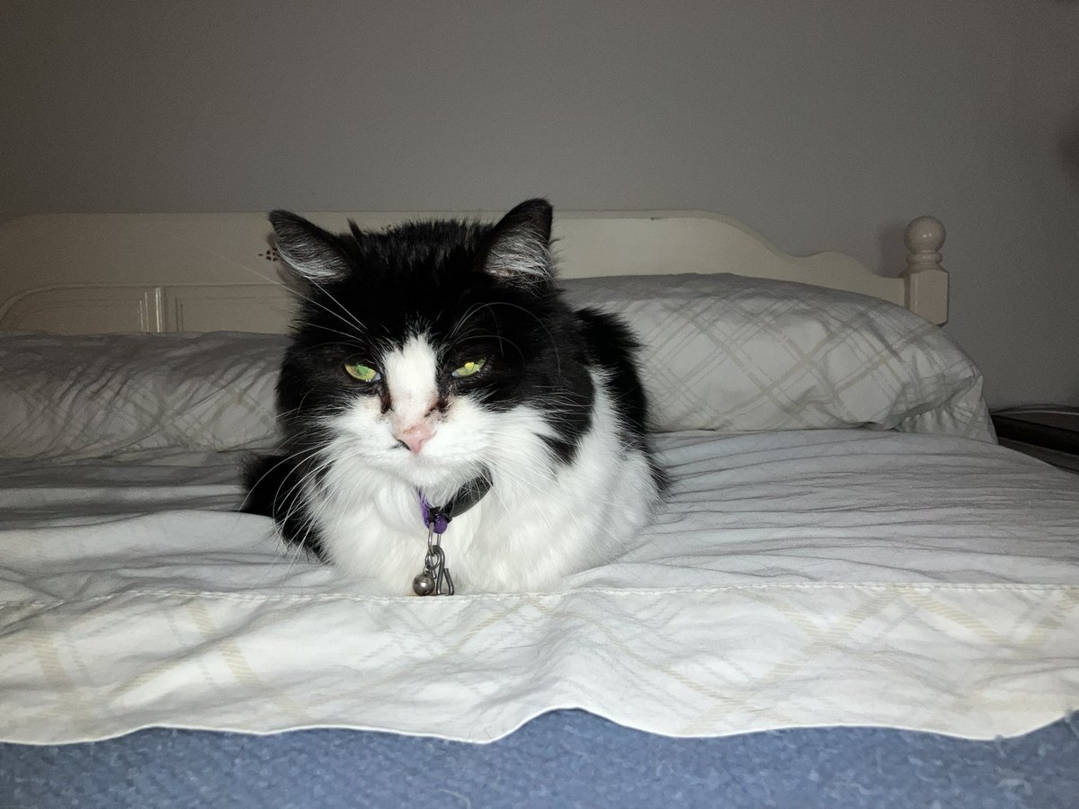 Happy Caturday!  Emma’s plans at the moment.
