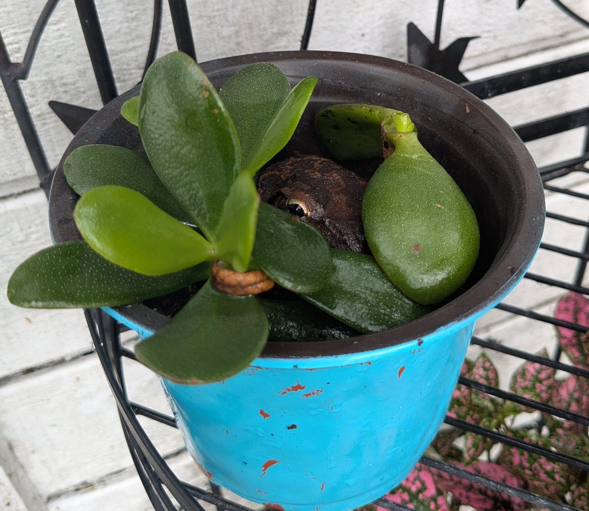 We had a crazy thunderstorm all night and look who stuck around until morning.