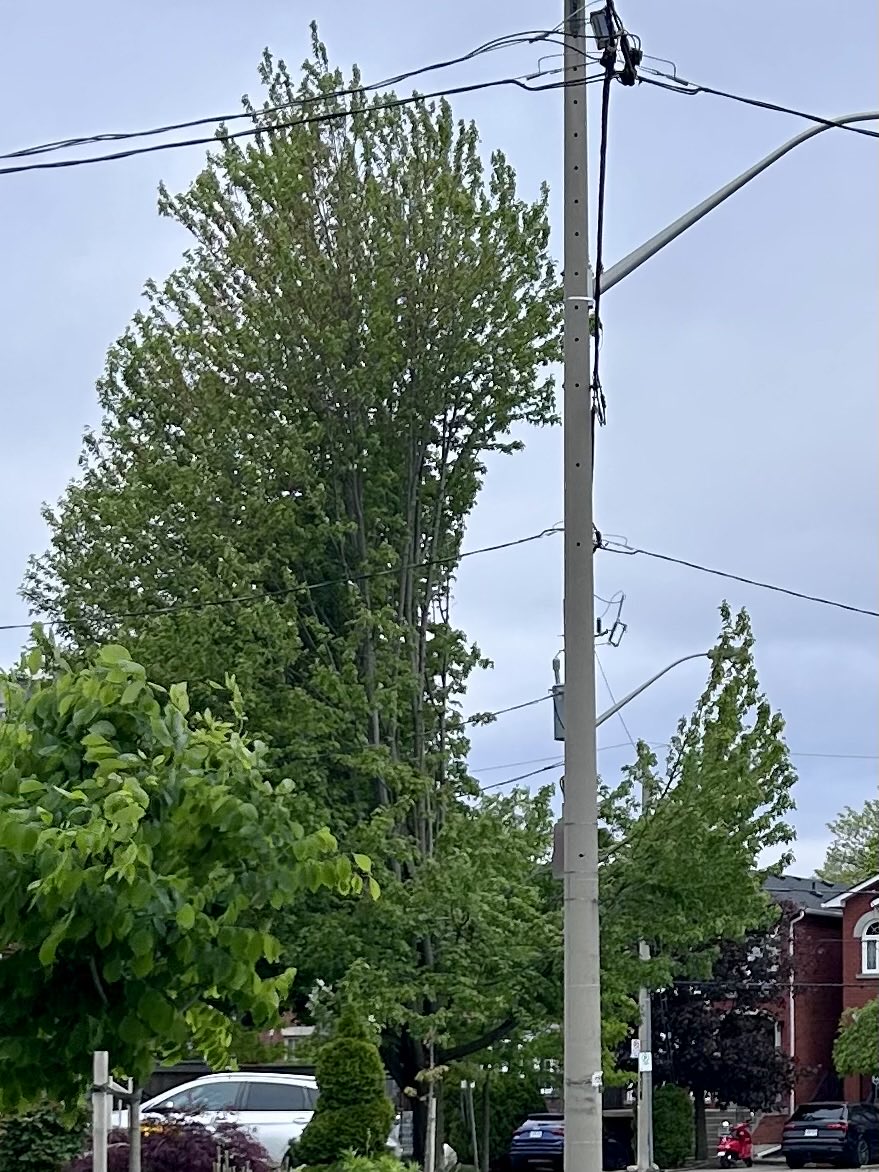 K. Oskar (@oskarkan) on Twitter photo I get that you have to trim branches close to power lines. Asking arborists for thoughts on this job by <a href="/TorontoHydro/">Toronto Hydro</a>. Sloppy pruning killed my birch a few years back and they do it without notice. #torontotrees I get that you have to trim branches close to power lines. Asking arborists for thoughts on this job by <a href="/TorontoHydro/">Toronto Hydro</a>. Sloppy pruning killed my birch a few years back and they do it without notice. #torontotrees