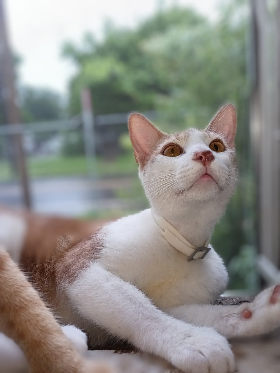 No zombie present on me patrol today RaaaAaaaa #ZSHQ #CatsOfX