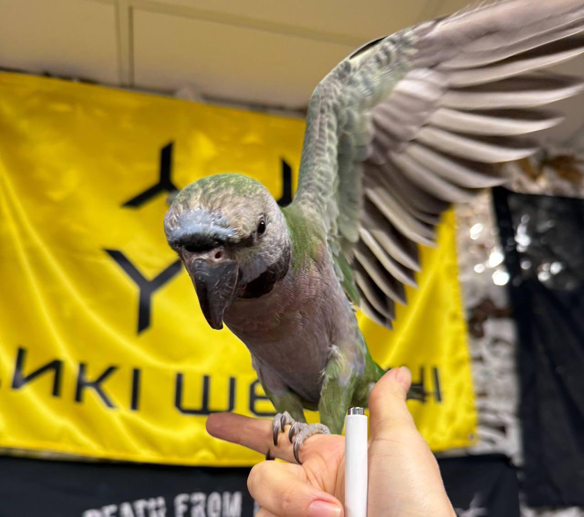 ๐บ๐ฆUkraine Resists Russian Genocide... Yeah Again (@armedmaidan) on Twitter photo SQUAWK!๐ฆ
Wild Hornets quality inspector Retryk here hijacking <a href="/ArmedMaidan/">๐บ๐ฆUkraine Resists Russian Genocide... Yeah Again</a>โs page while he looks for his pencil (I ate it lol!) to say Happy Parrot Day!๐ฅณ
Thank you, Cyd!๐ฅฐ
This World Parrot Day, be like Cyd! Please a parrotโpeck an orc in our drones raffle! SQUAWK!๐ฆ
Wild Hornets quality inspector Retryk here hijacking <a href="/ArmedMaidan/">๐บ๐ฆUkraine Resists Russian Genocide... Yeah Again</a>โs page while he looks for his pencil (I ate it lol!) to say Happy Parrot Day!๐ฅณ
Thank you, Cyd!๐ฅฐ
This World Parrot Day, be like Cyd! Please a parrotโpeck an orc in our drones raffle!