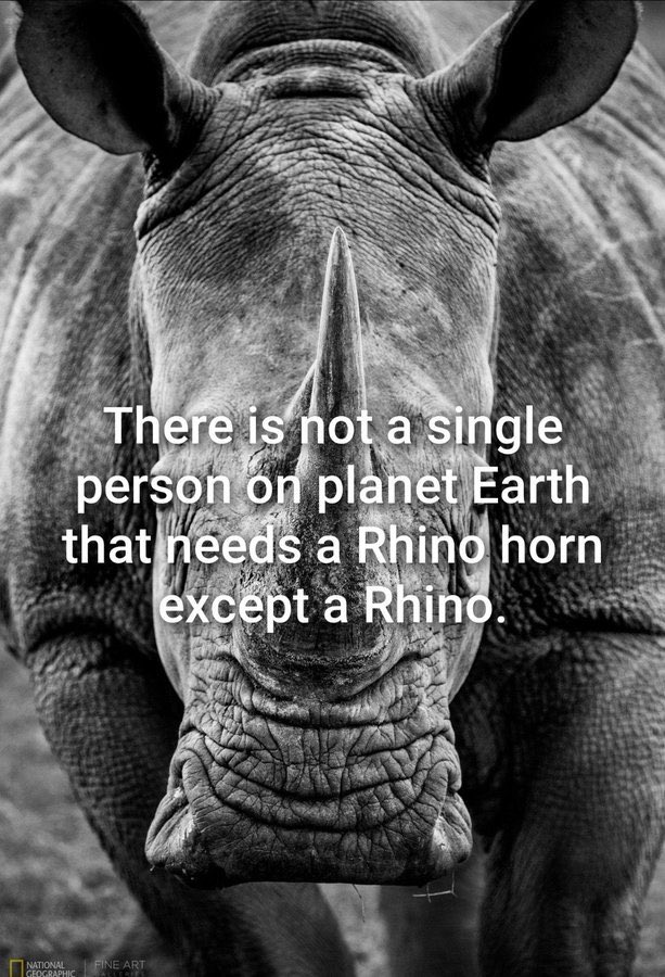 #ThoughtForTheDay 

There is not a single person on planet Earth
that needs a Rhino horn ~ 
only a Rhino needs its horn! 🦏

🇨🇳🇹🇭🇭🇰🇻🇳🇰🇷 ~ Rhino horn is NOT medicine or an aphrodisiac. It is ALL in your heads!! 🚫