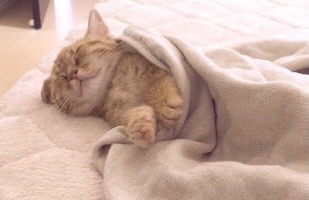 19ofc_'s tweet photo. "Dicen que uno siempre vuelve a donde es feliz"

Yo a cada rato volviendo a mi cama a mimir: https://t.co/8RXScph1v8