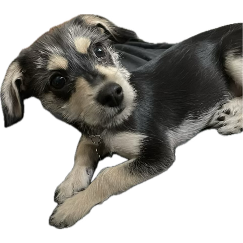 Yes, I named my little scroof boy after the literary icon, Wishbone 🖤