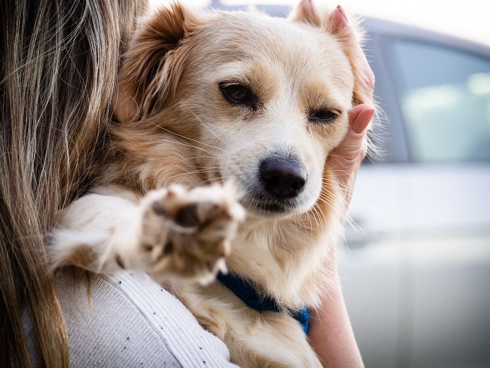 Have you recently adopted a dog, cat or ferret? If so, you may be wondering whether your pet needs to be on heartworm prevention. Read this! bit.ly/4gCPoCn